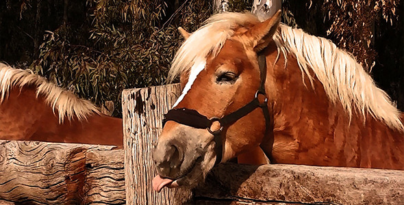 Horse Horse