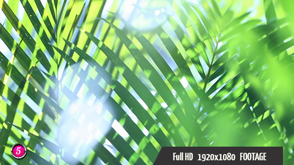 Green Leafs 2 Green Leafs 2
