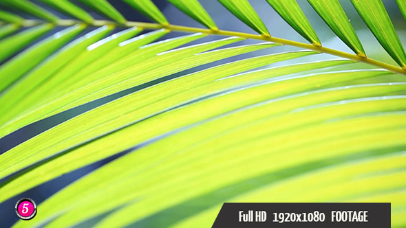 Green Leafs 3 Green Leafs 3