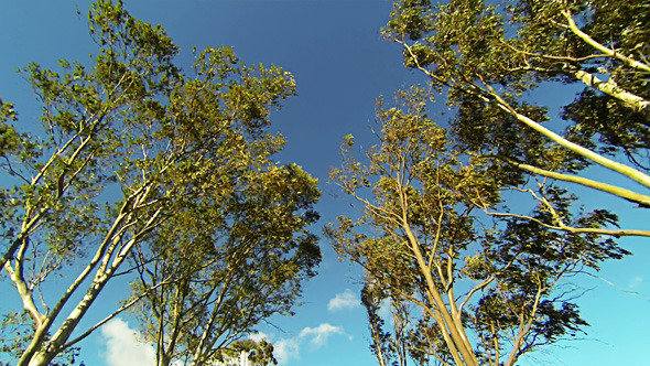 Looking Up While Driving On Road Lined with Trees 02 Looking Up While Driving On Road Lined with Trees 02