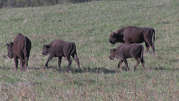 Bison Herd Bison Herd