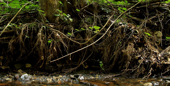 Creek Bed Creek Bed