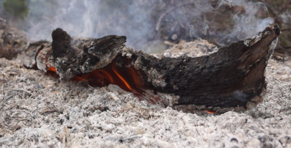 Burning Stump Burning Stump