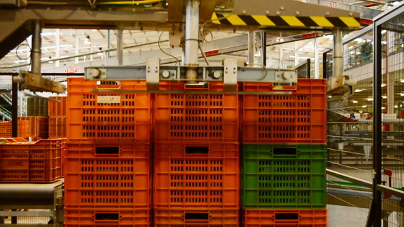 Boxes Avocados Packaging Line Boxes Avocados Packaging Line