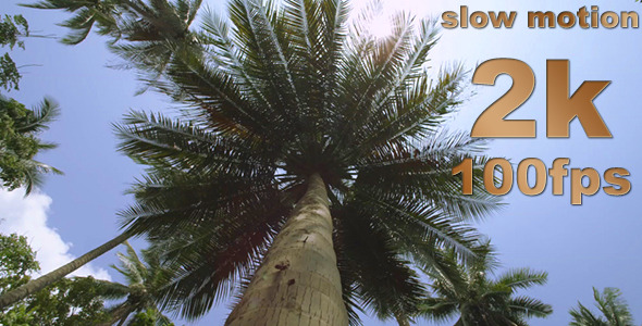 Palm Trees In The Jungle PACK Palm Trees In The Jungle PACK