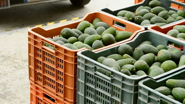 Boxes Avocados Boxes Avocados