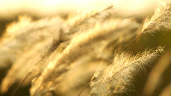 Grass Of Field Grass Of Field