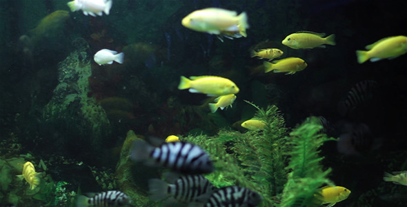 Aquarium Fish 5 Aquarium Fish 5