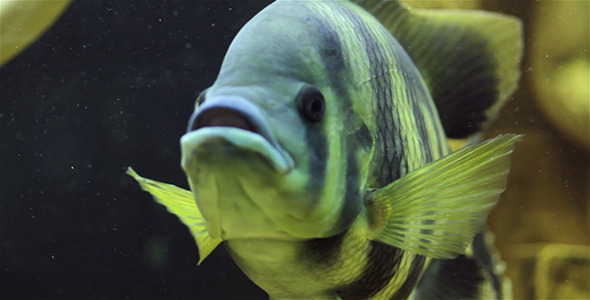 Aquarium Fish 9 Aquarium Fish 9