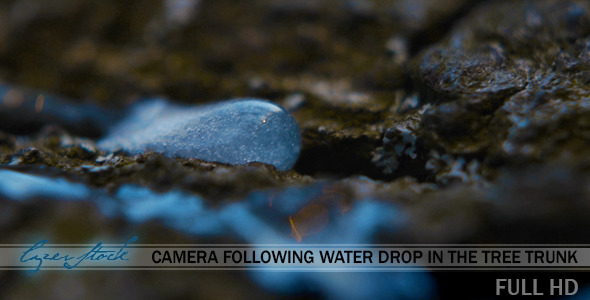 Camera Following Water Drop on the Tree Trunk Camera Following Water Drop on the Tree Trunk
