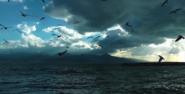 Seagulls and Sea Seagulls and Sea