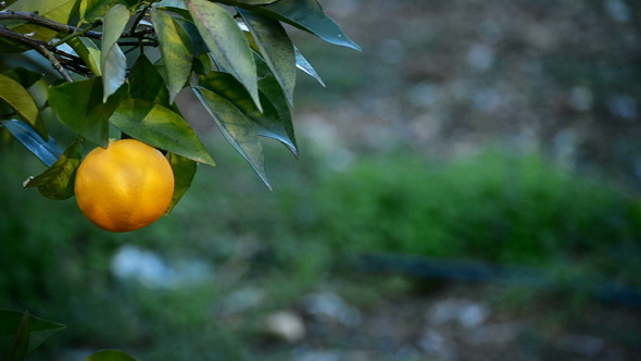 Orange In Tree Orange In Tree