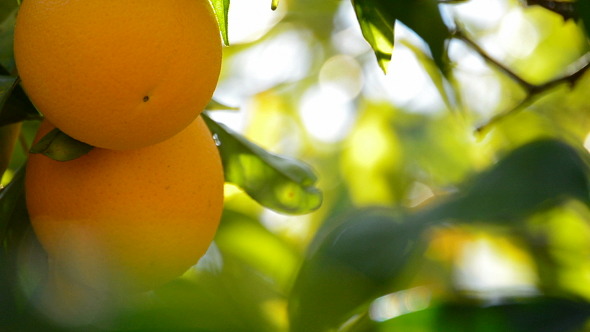 Oranges In Branch Oranges In Branch