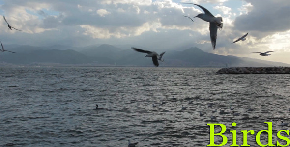 Birds Birds