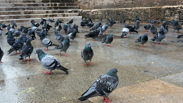 Pigeons are Looking For Food Pigeons are Looking For Food