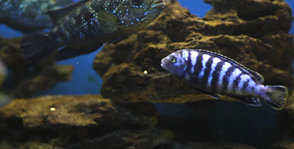 Aquarium Fish 15 Aquarium Fish 15