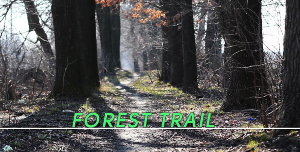 Forest Trail Forest Trail