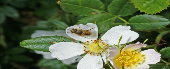 sfflowers