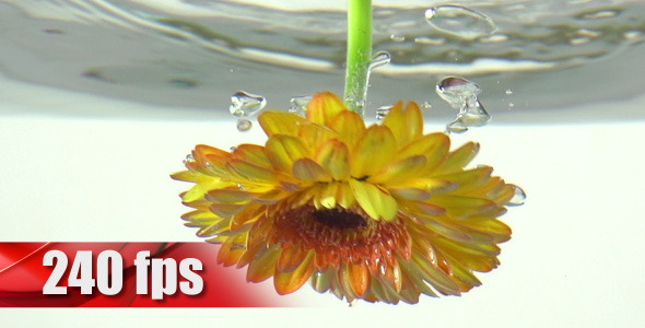 Flower in Water Flower in Water