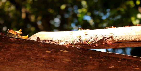 Ants On A Tree 2-Pack Ants On A Tree 2-Pack