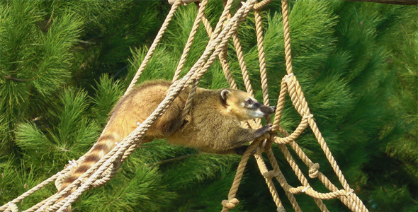 Coati Coati