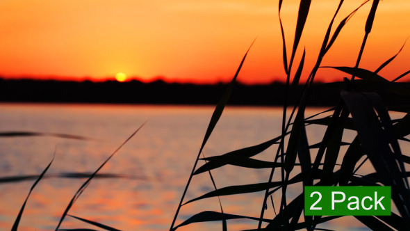 Bay Sunset Grass 2-Pack Bay Sunset Grass 2-Pack