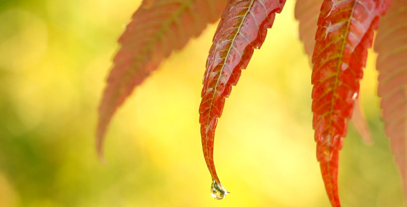 Autumn Rain Autumn Rain