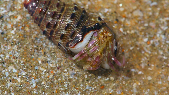 Hermit Crab Hermit Crab