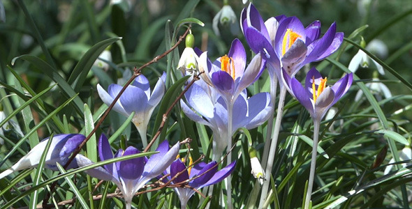 Snowdrops & Crocuses Spring Flowers 128 Snowdrops & Crocuses Spring Flowers 128