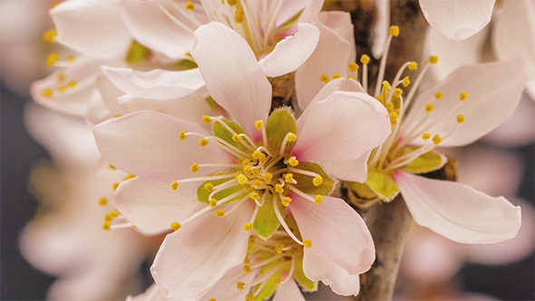 Apricot Flower Blooming Apricot Flower Blooming