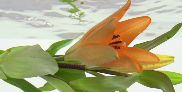 Lily in Water Lily in Water