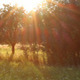Sun Glowing Trough the Trees Sun Glowing Trough the Trees - VideoHive Item for Sale