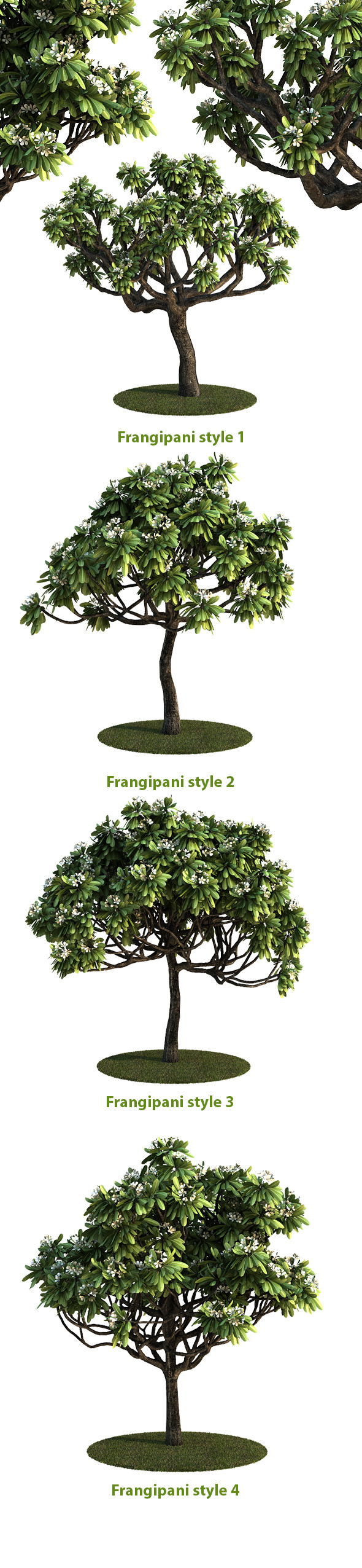 Frangipani Tree v.3 - 3DOcean Item for Sale