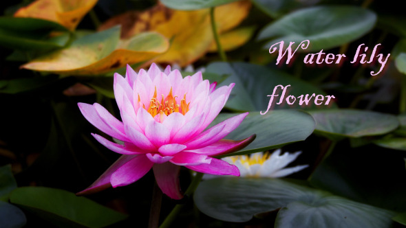 Water Lily Flower 4 Water Lily Flower 4