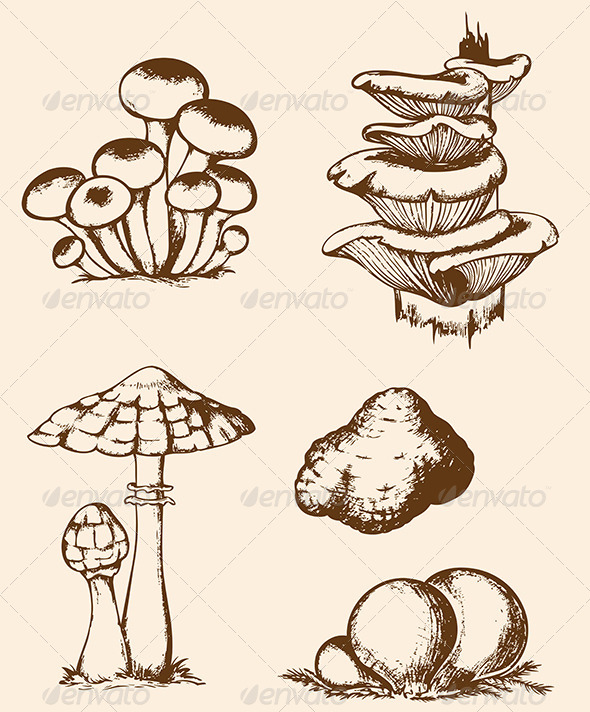 Vintage Hand Drawn Forest Mushrooms Vintage Hand Drawn Forest Mushrooms