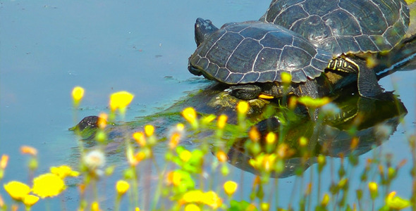 Turtles and Yellow Flowers Turtles and Yellow Flowers