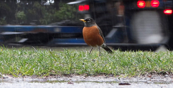 Rain 16 Highway Cars & Sidewalk Robin Rain 16 Highway Cars & Sidewalk Robin