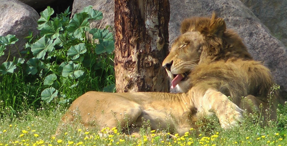 Lion is Licking Lion is Licking