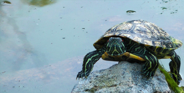 Turtle and Lake Turtle and Lake