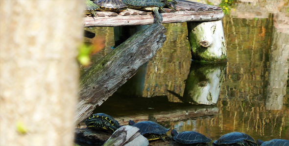Turtles and the Tree Turtles and the Tree
