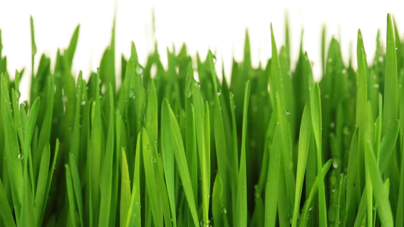Green Grass with Drops Green Grass with Drops