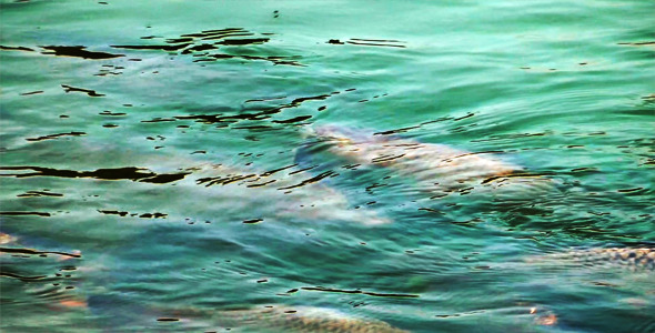 Fishes in the Water Fishes in the Water