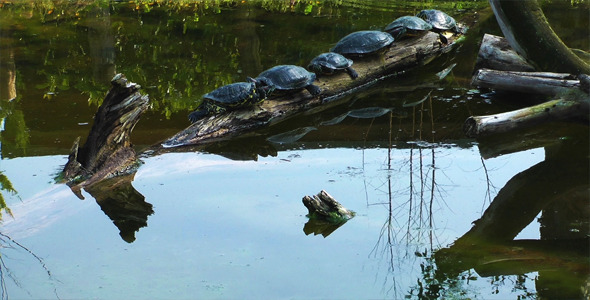 Turtles Having Sunbath Turtles Having Sunbath