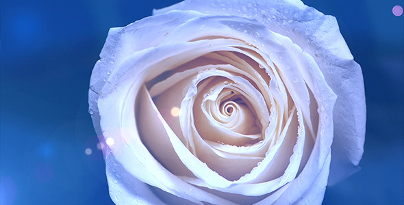 Rose Rotation Rose Rotation
