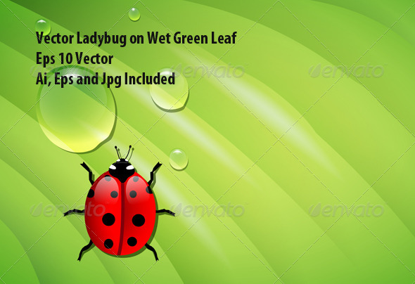 Ladybug on Green Leaf Ladybug on Green Leaf