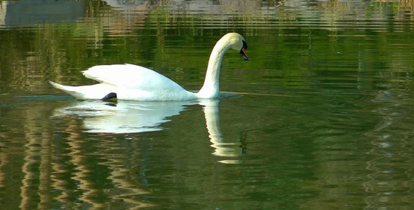 Swan on the Green Lake Swan on the Green Lake