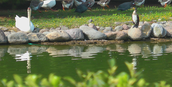 Animals near the Lake Animals near the Lake