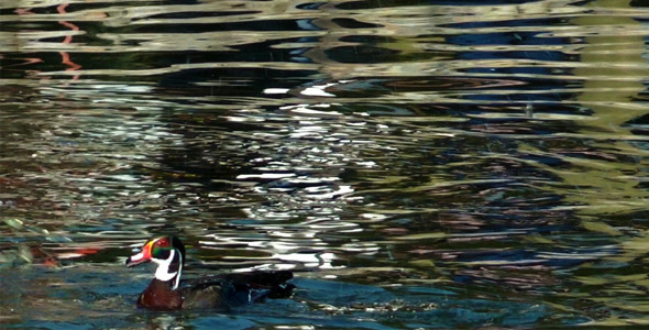 Ducks on the Lake 2 Ducks on the Lake 2
