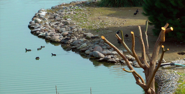 The Lake and Dry Tree The Lake and Dry Tree