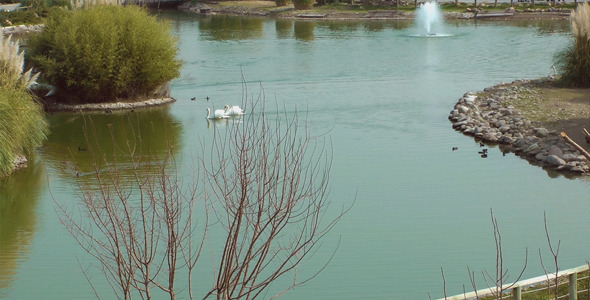 The Lake The Lake